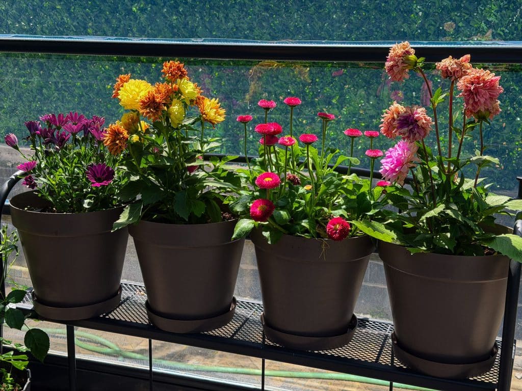 Aménager un balcon plein sud : quelles plantes choisir