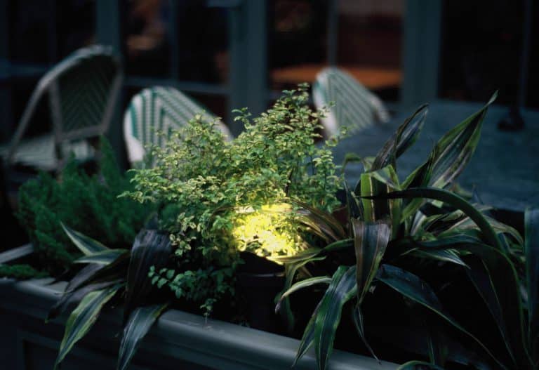 Mettre en valeur ses plantations la nuit : les techniques de pro