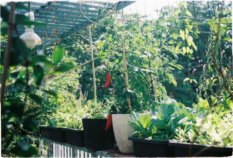 Potager sur balcon : ce qui pousse vraiment en pot
